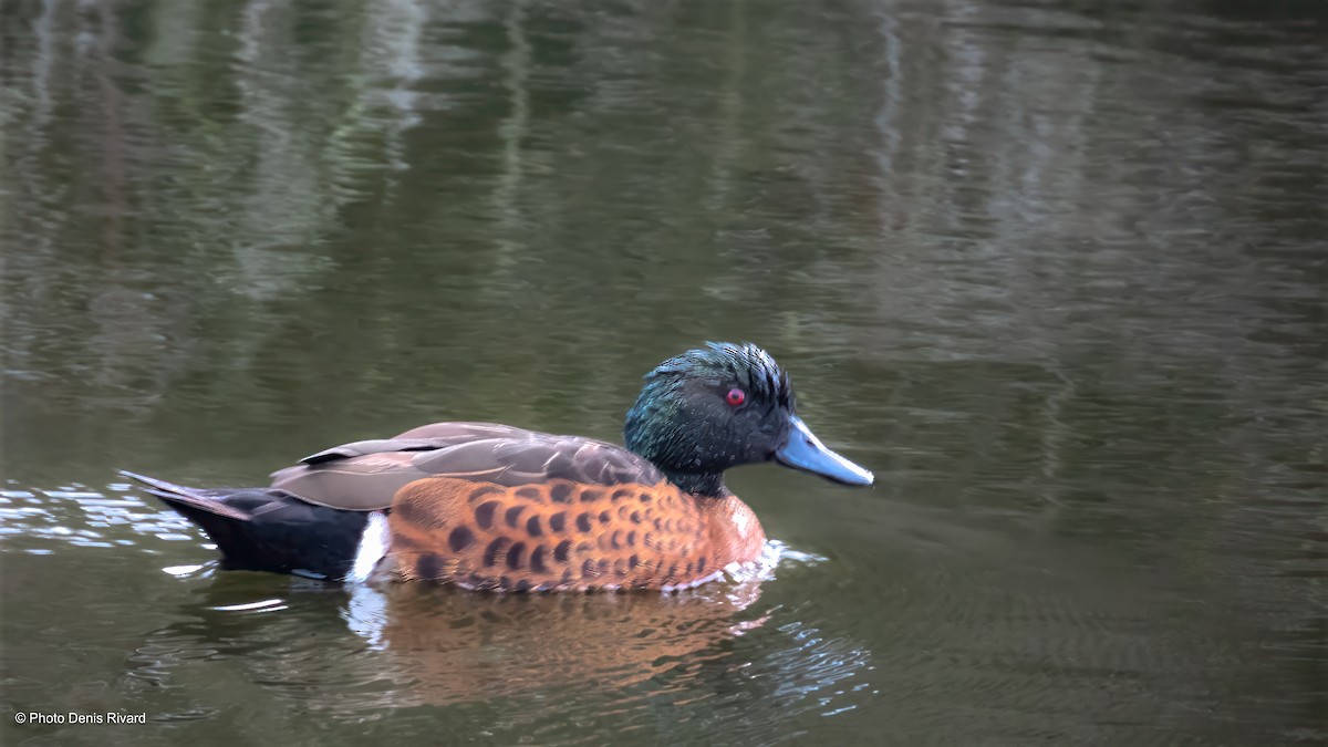 Cerceta Castaña - ML646796880