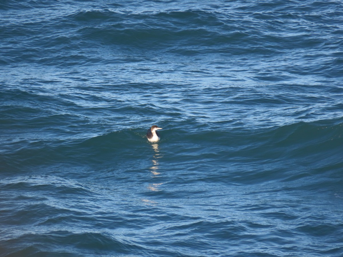 Colimbo Grande - ML646796881