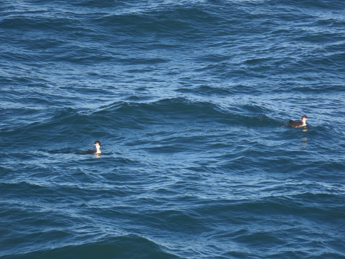 Colimbo Grande - ML646796882