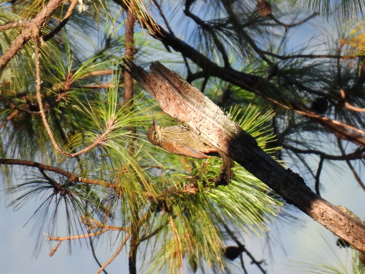 Trepatroncos Coronipunteado - ML646796883