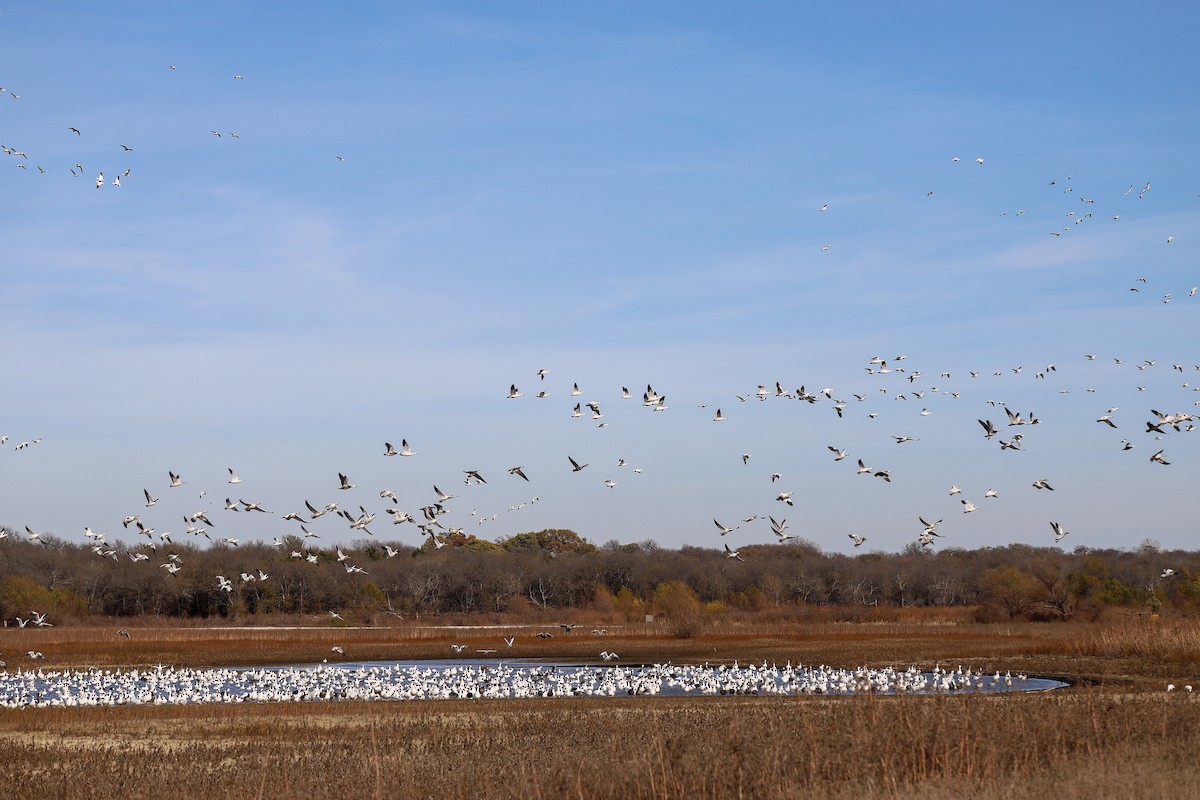 Ánsar Nival/de Ross - ML646796884