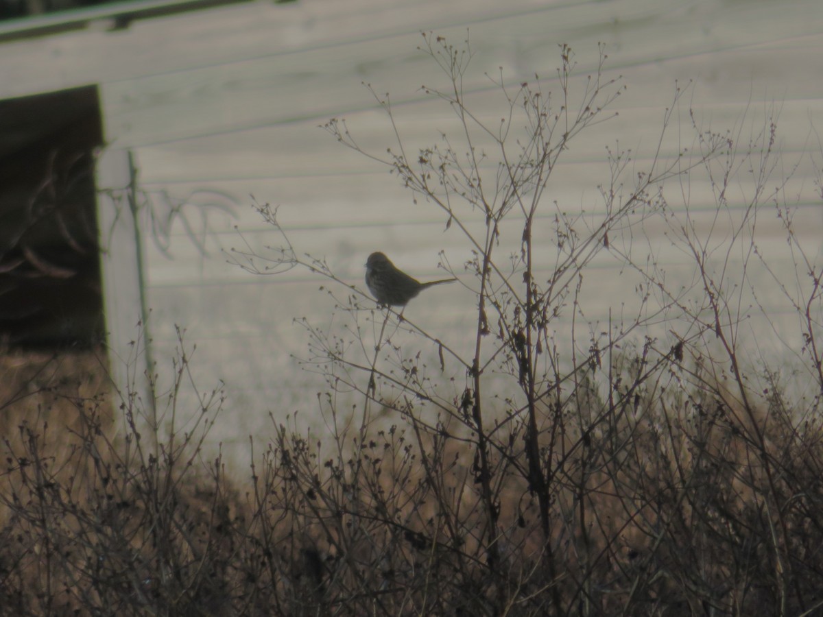 Chingolo Cantor - ML646796885