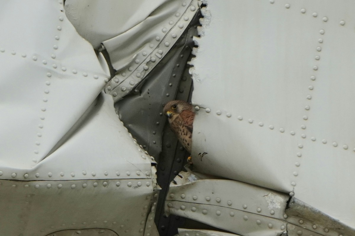 Cernícalo Primilla - ML646796889