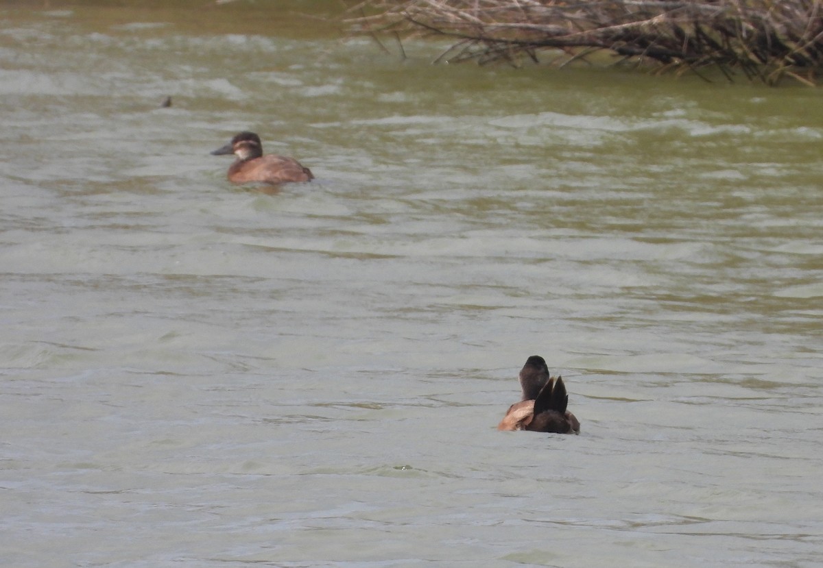 Malvasía Cabeciblanca - ML646796891