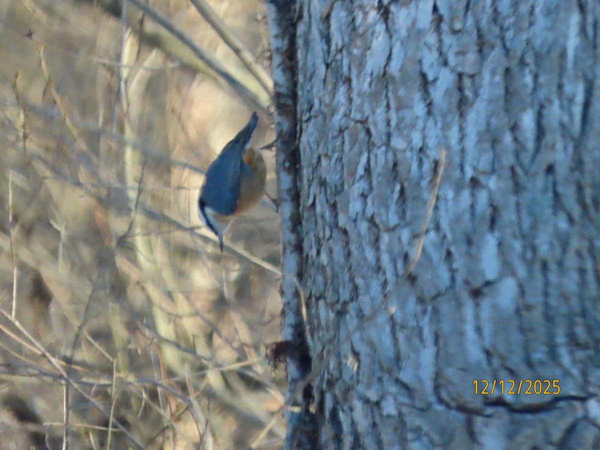 Trepador Canadiense - ML646796892