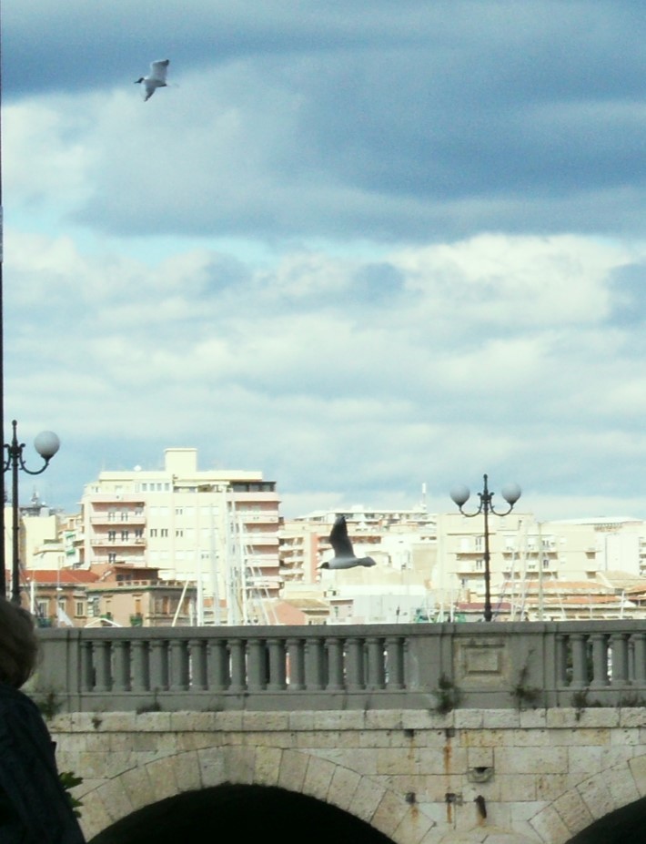 Gaviota Cabecinegra - ML646796893