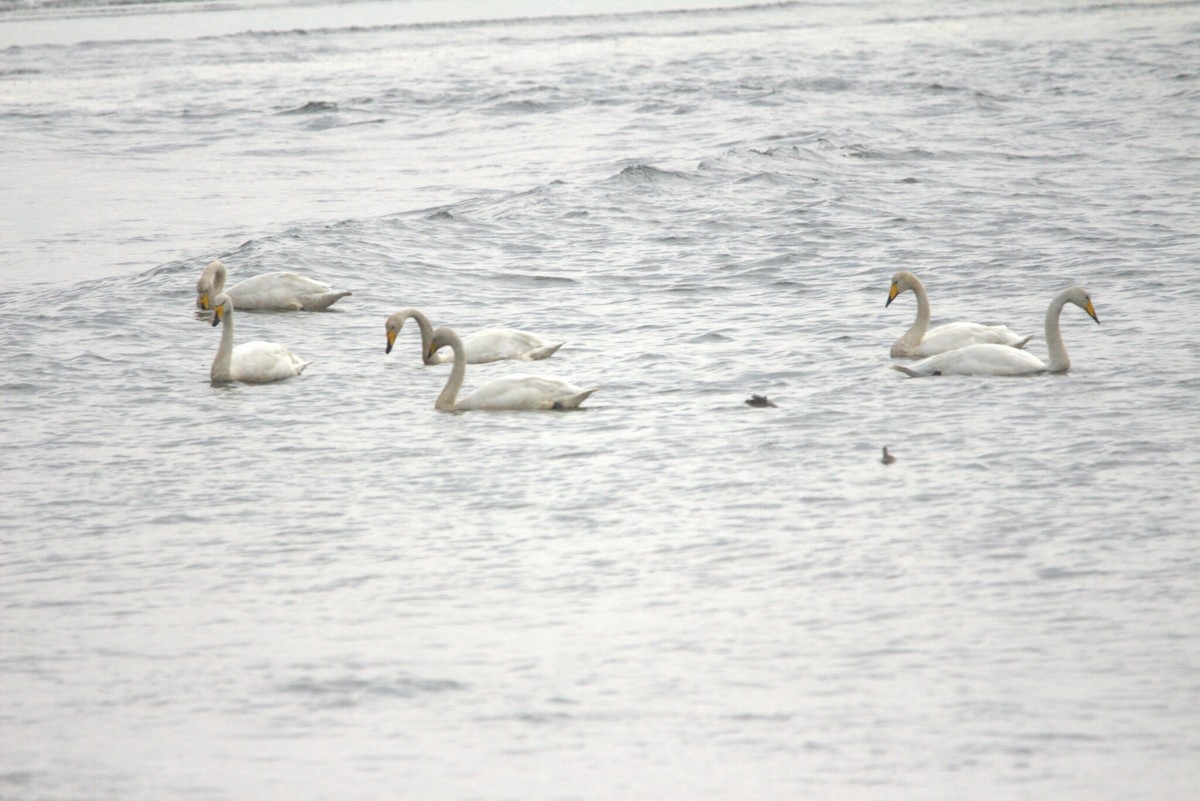 Cisne Cantor - ML646796894