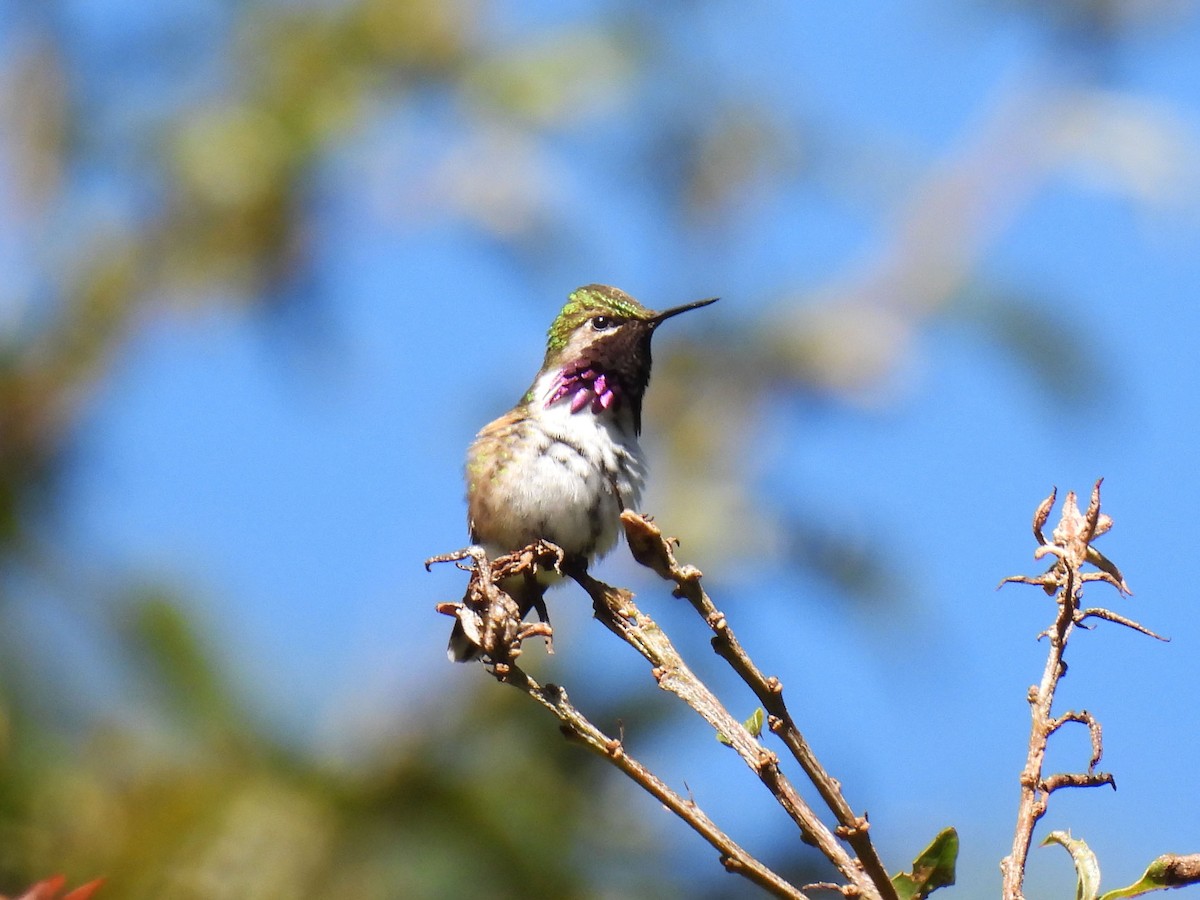 Colibrí de Eloísa - ML646796895