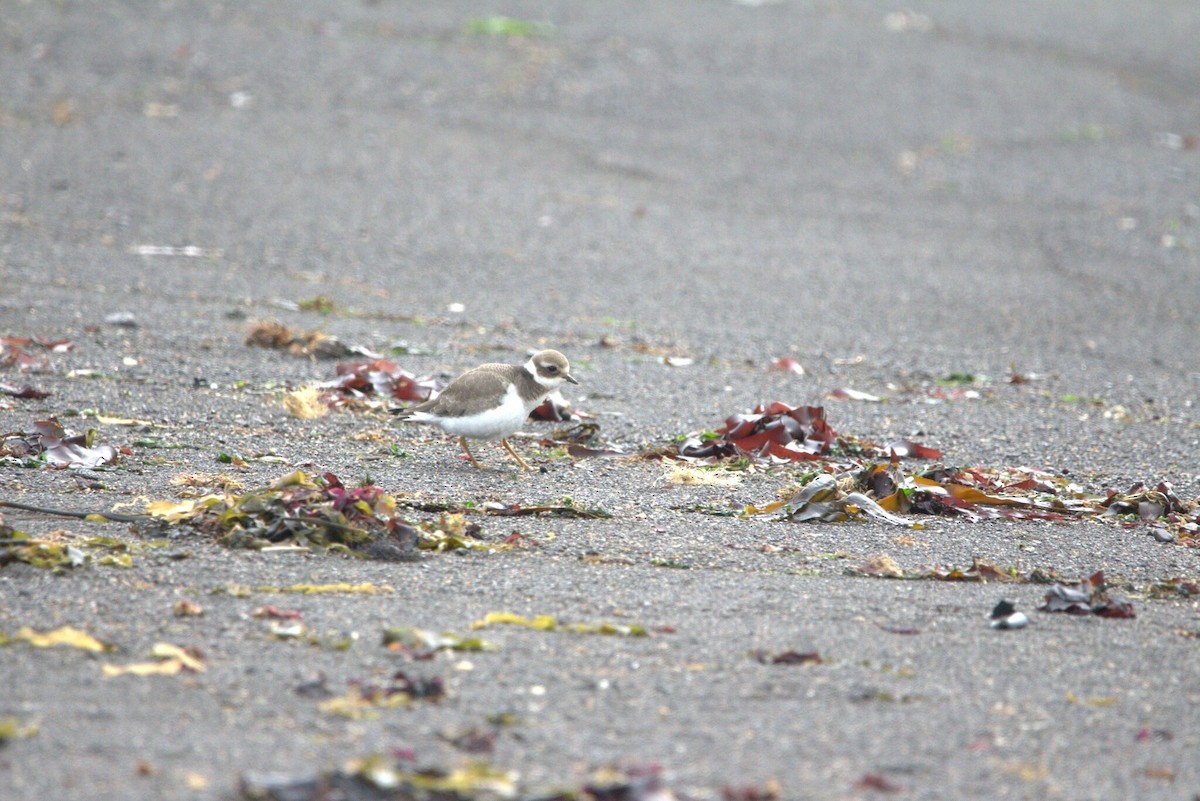 Chorlitejo Grande - ML646796896