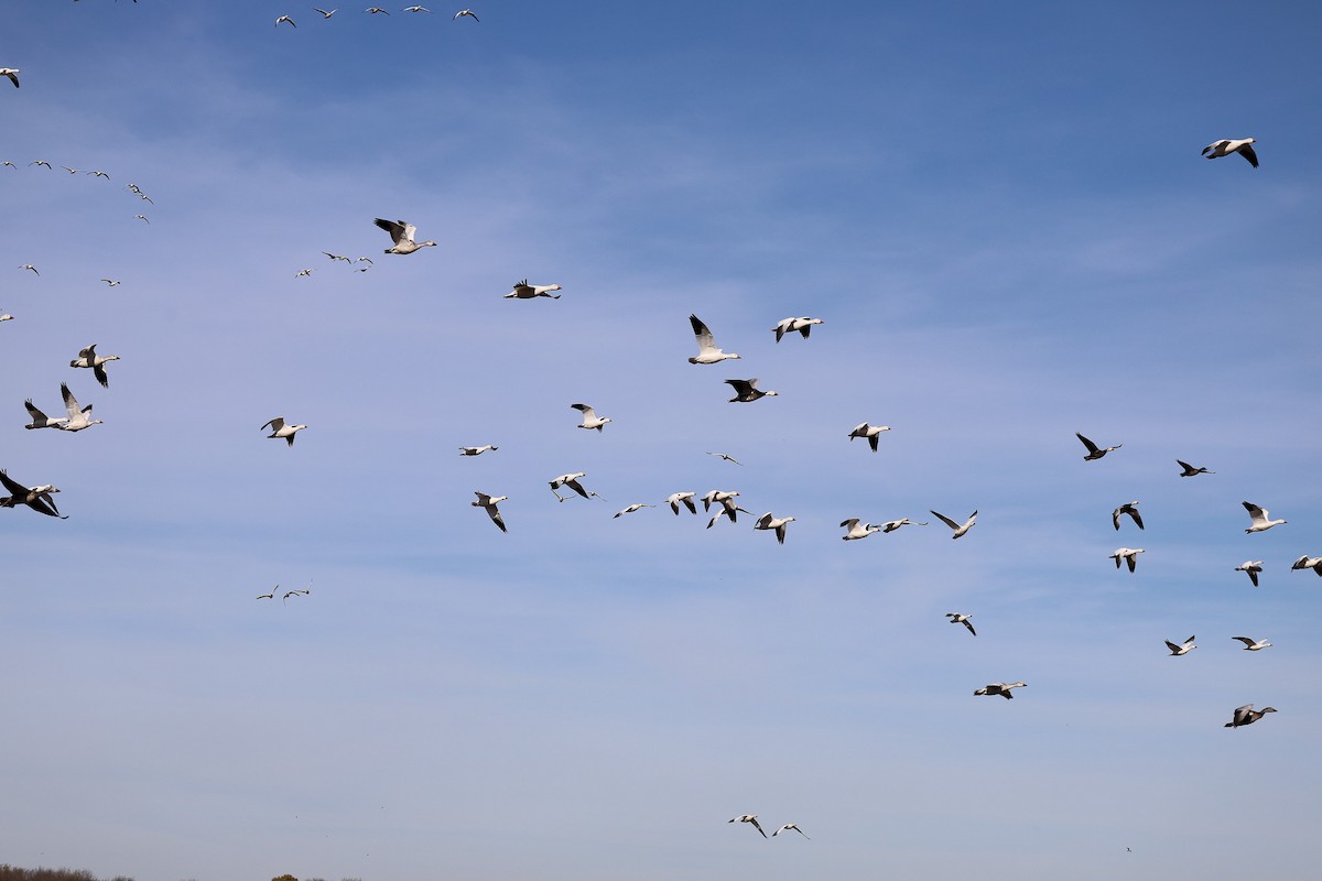 Ánsar Nival/de Ross - ML646796898