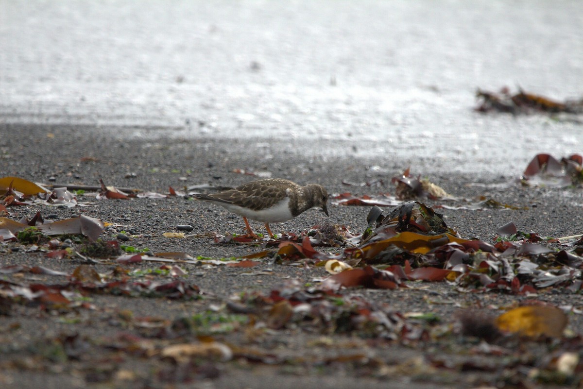 Vuelvepiedras Común - ML646796902