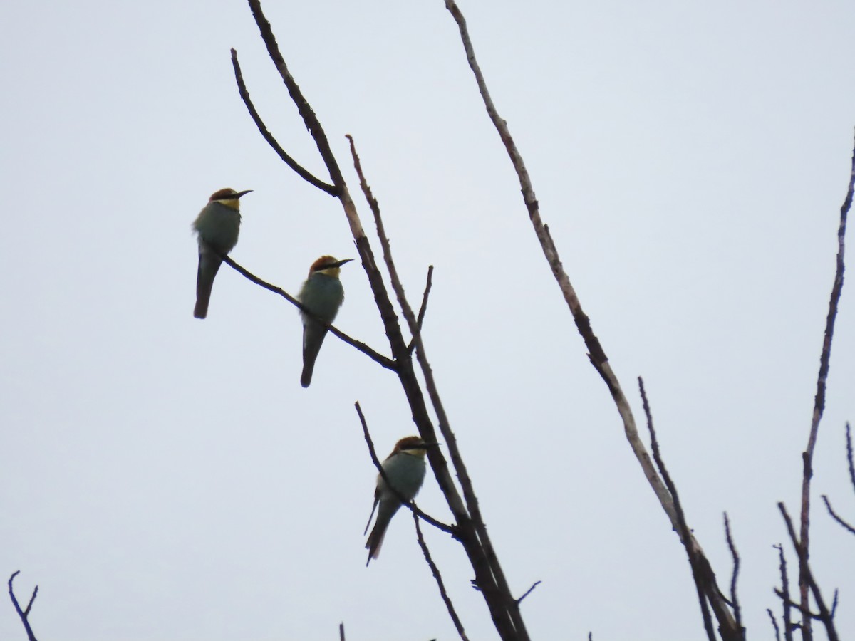 Abejaruco Europeo - ML646796903