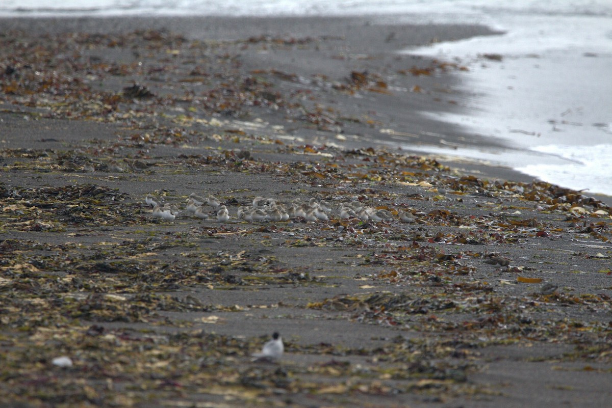 Correlimos Tridáctilo - ML646796904