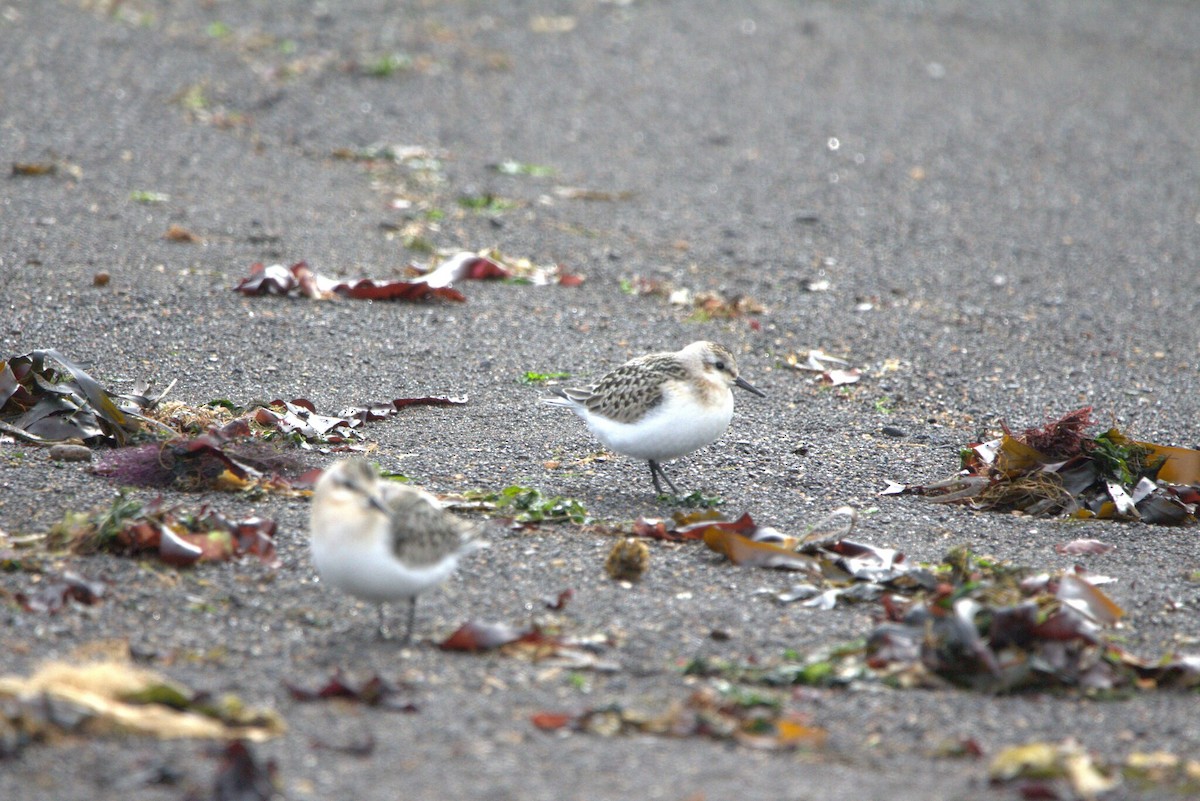 Correlimos Tridáctilo - ML646796905