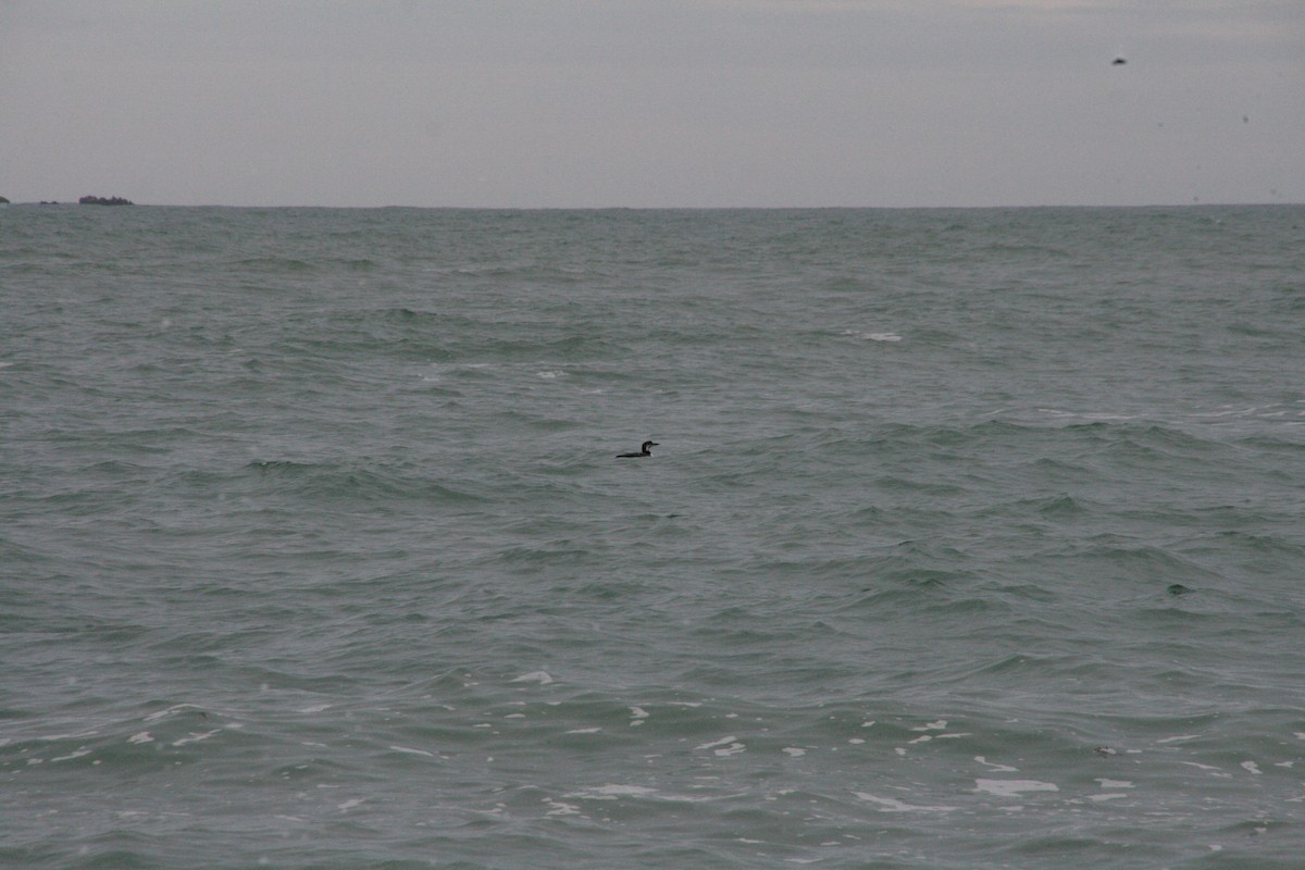 Colimbo Grande - ML646796906