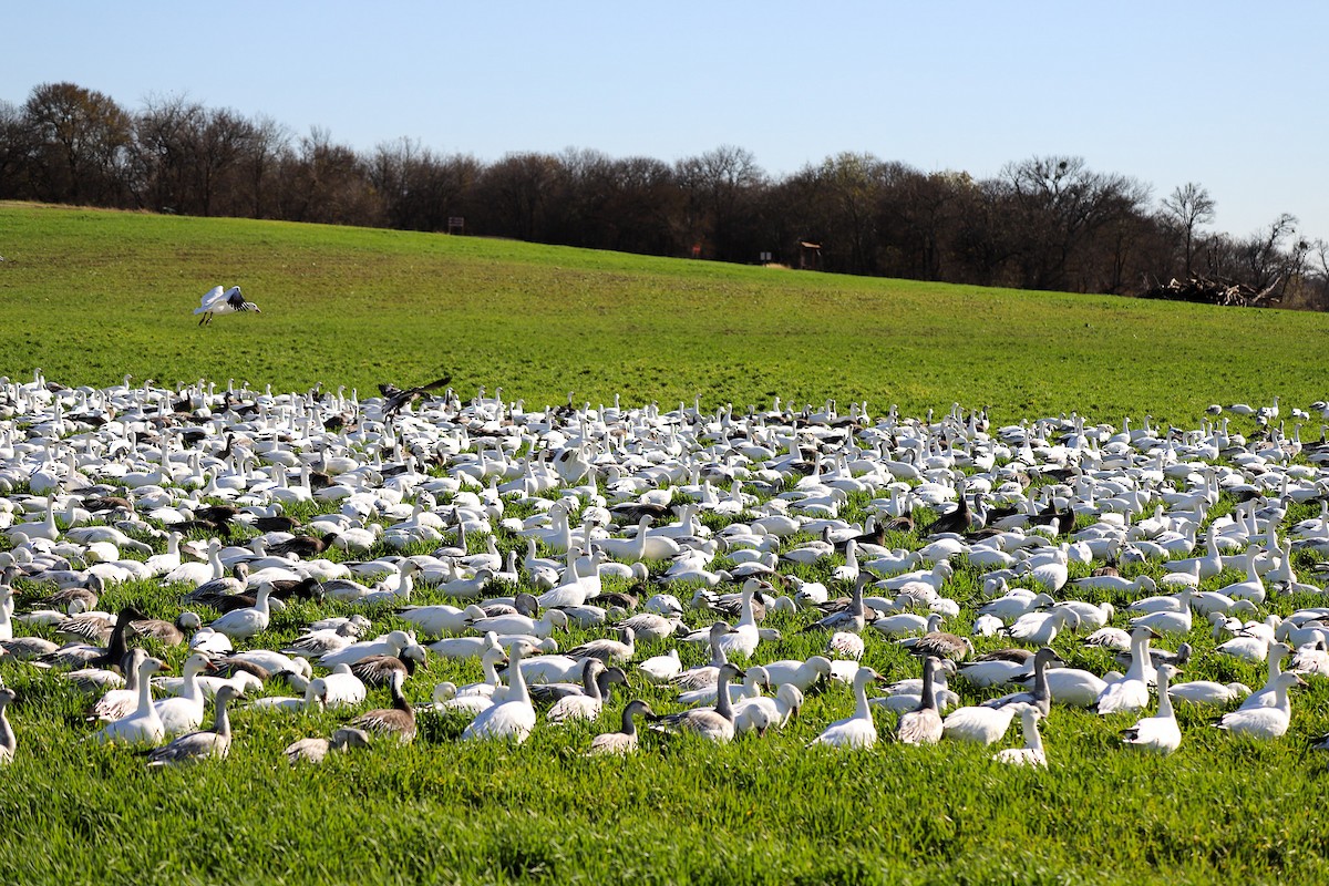 Ánsar Nival/de Ross - ML646796908