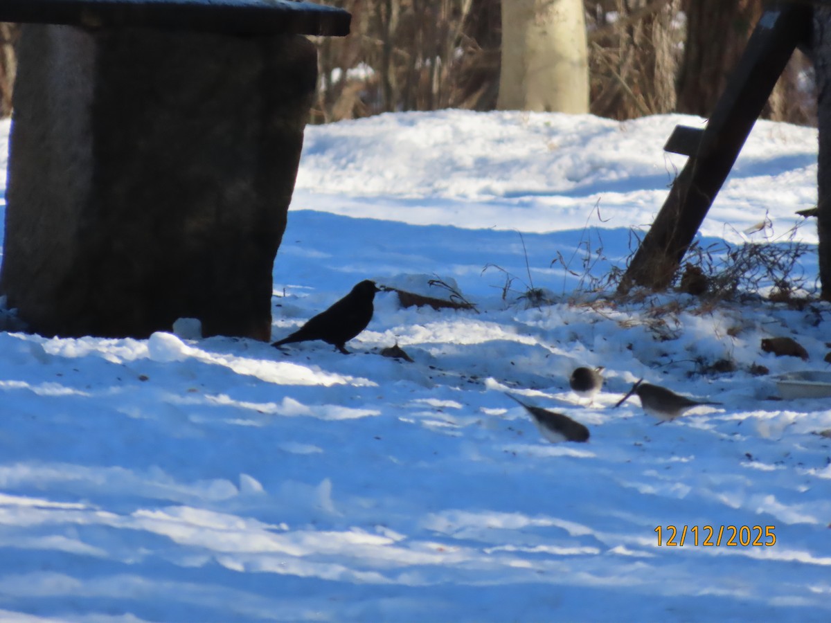 Sargento Alirrojo - ML646796910