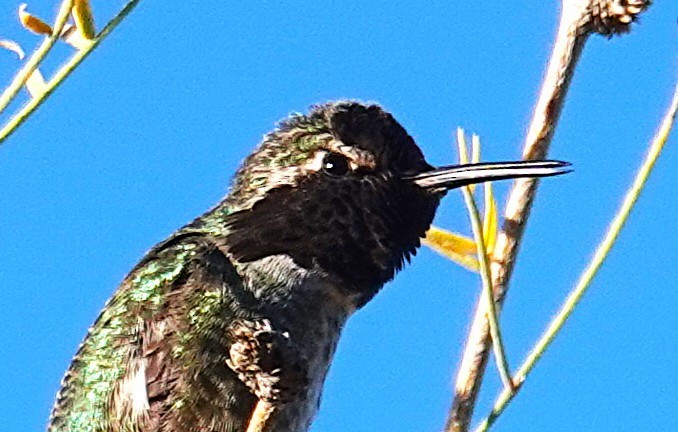 Colibrí de Costa - ML646796911