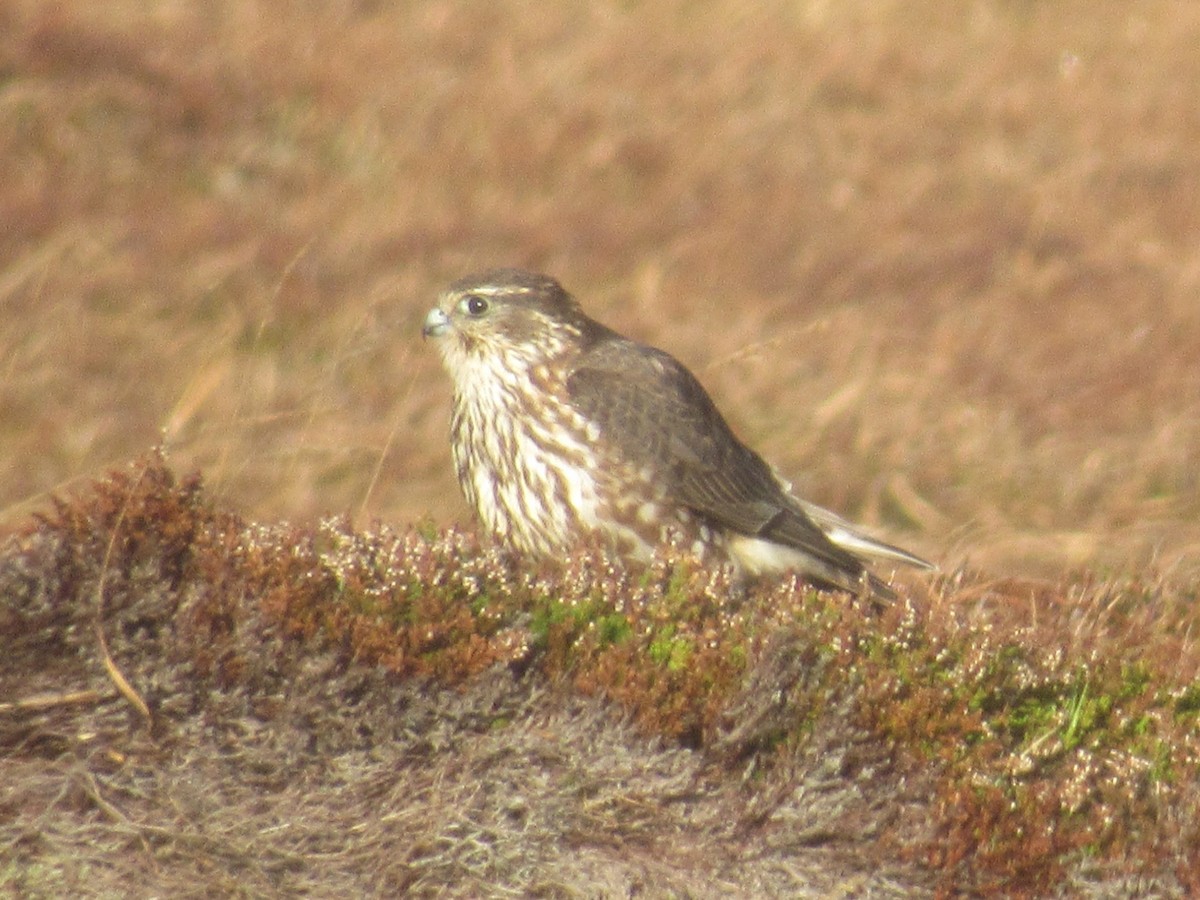 Boz Doğan - ML646796913