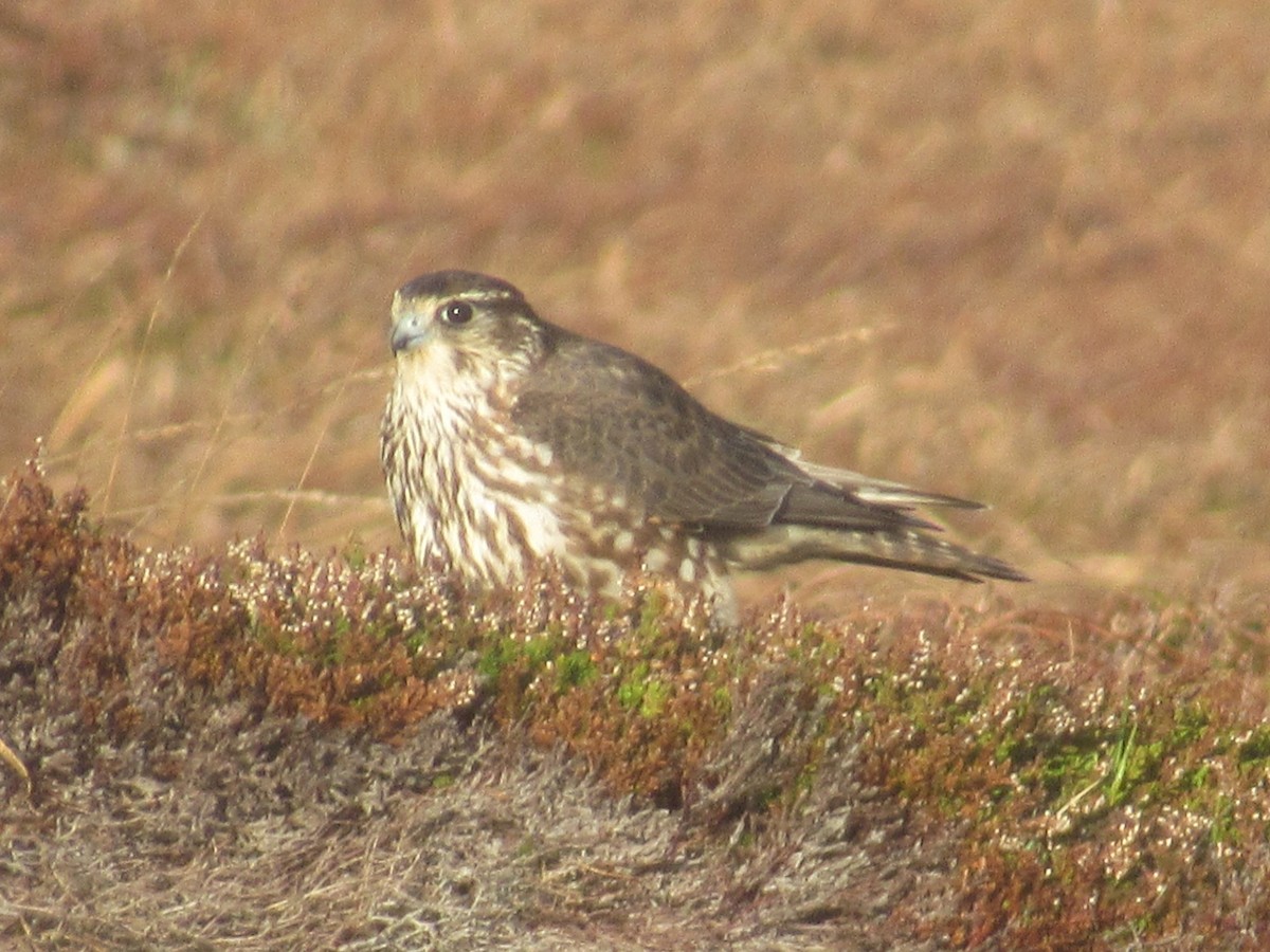 Boz Doğan - ML646796914