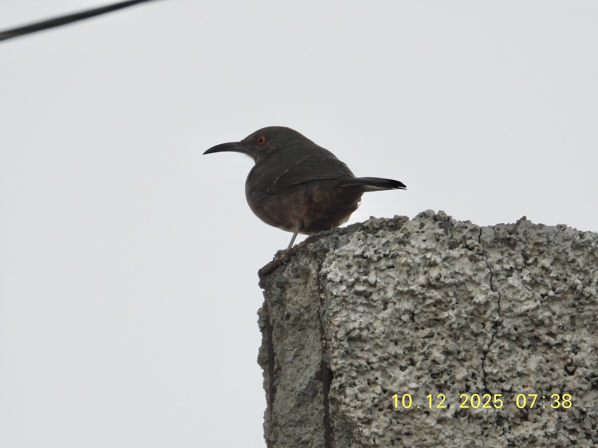 マルハシツグミモドキ - ML646796915