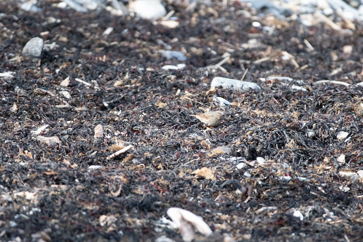 Lincoln's Sparrow - ML646796916