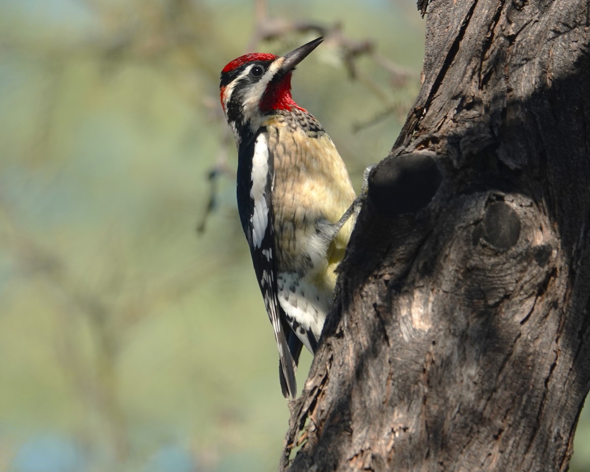 Red-naped Sapsucker - ML646796917
