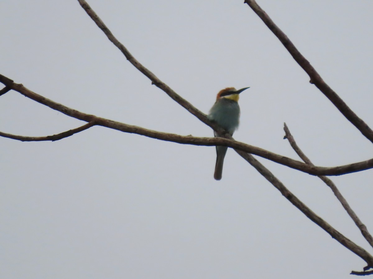 European Bee-eater - ML646796918