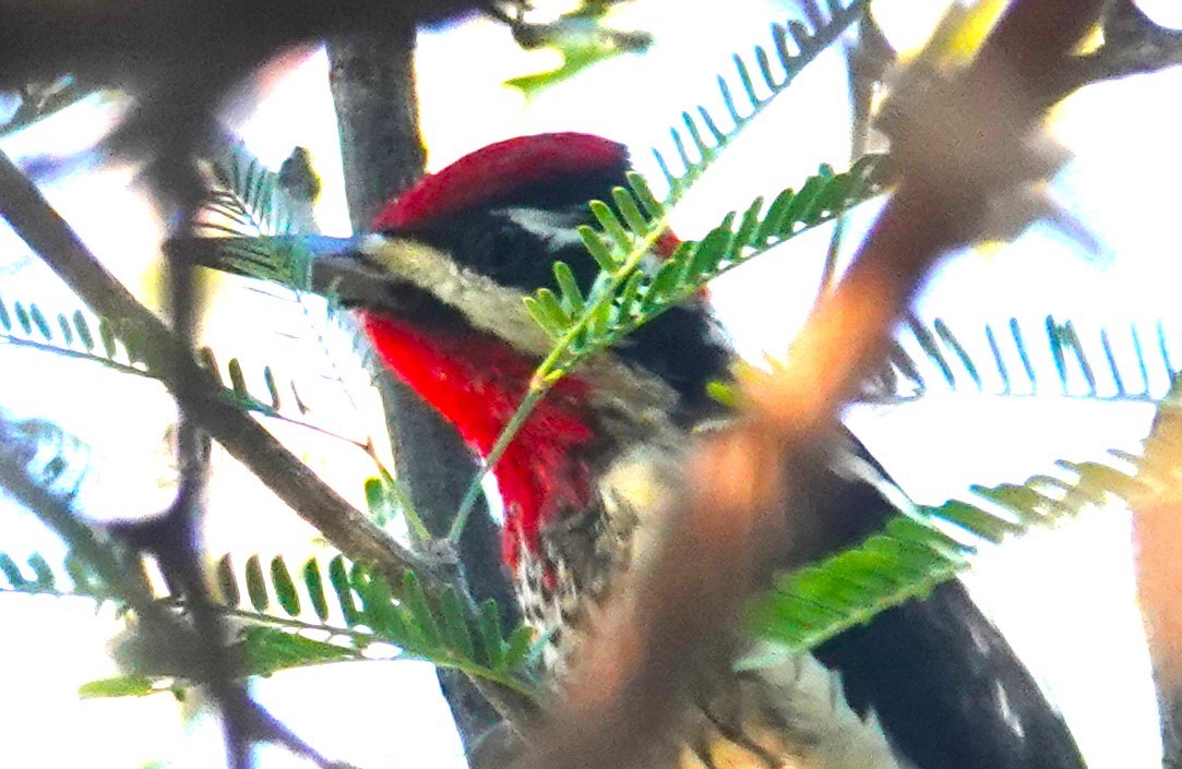 Red-naped Sapsucker - ML646796919