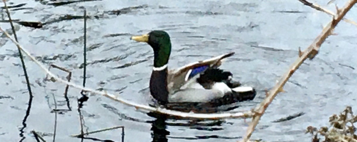 Mallard - ML646796921