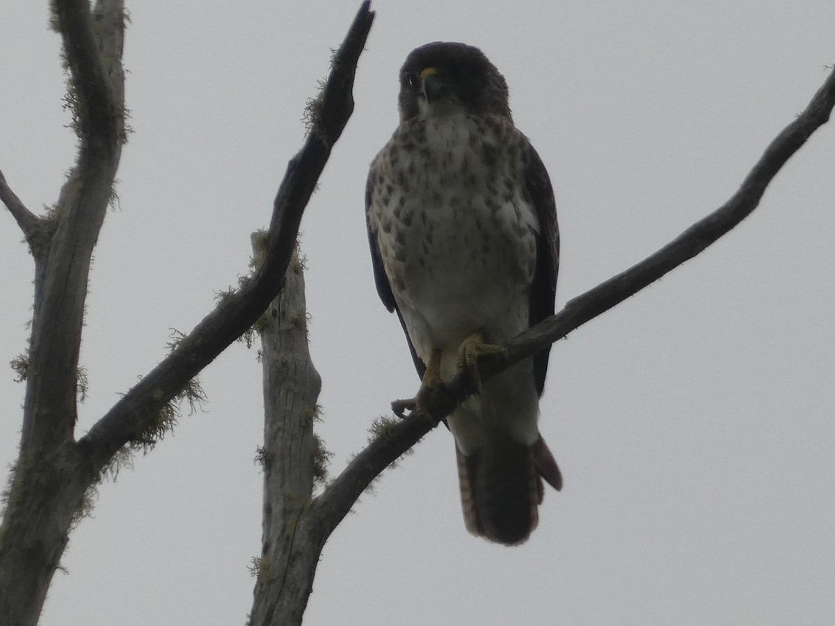 Hawaiian Hawk - ML646796924