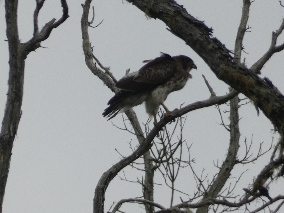 Hawaiian Hawk - ML646796925