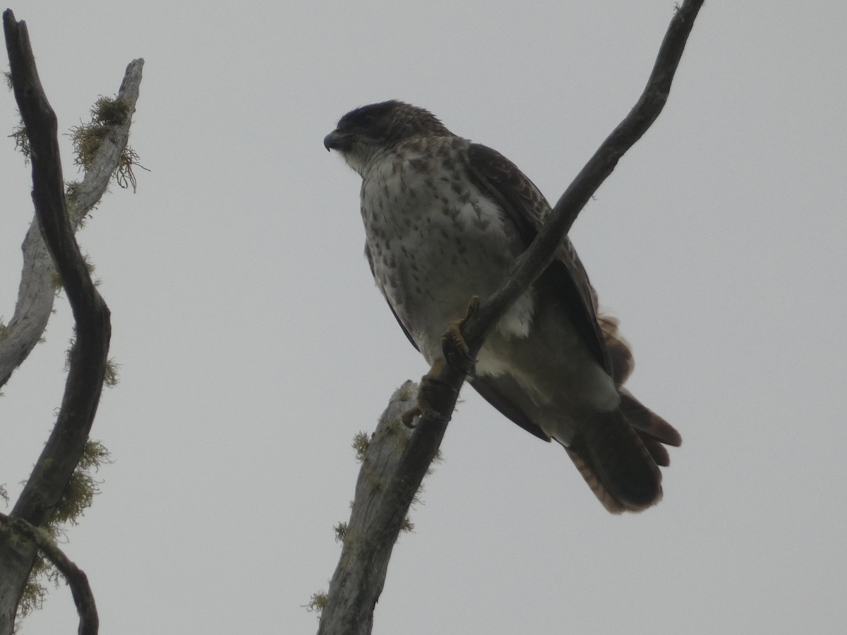 Hawaiian Hawk - ML646796926