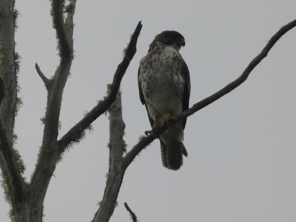 Hawaiian Hawk - ML646796927