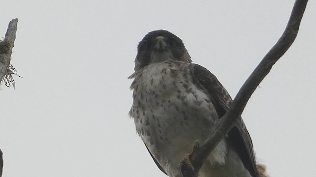 Hawaiian Hawk - ML646796928