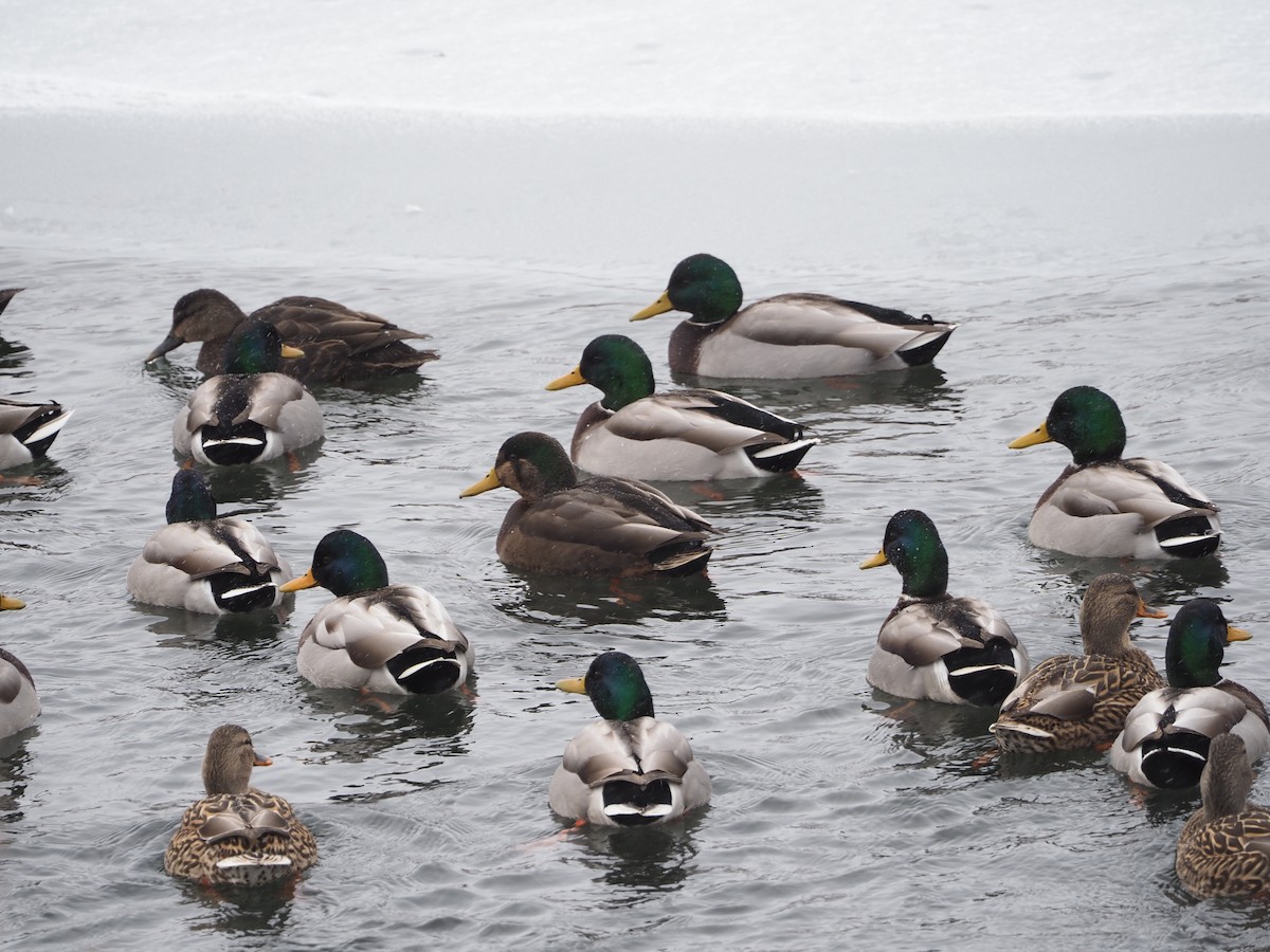 Hybride Canard colvert x C. noir - ML646796929