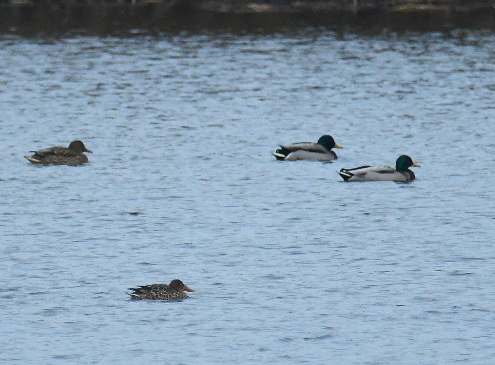 Löffelente - ML646796930