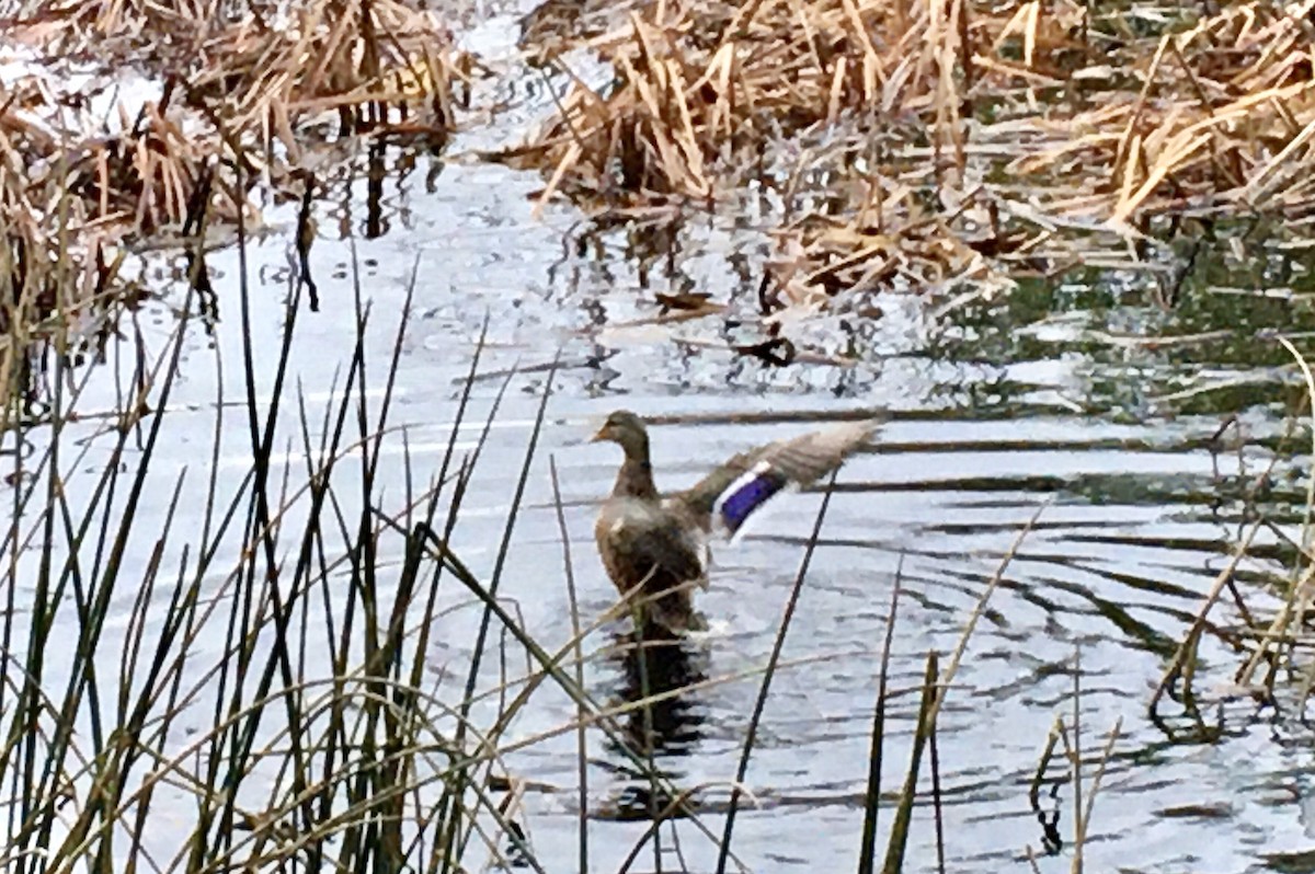 Mallard - ML646796936