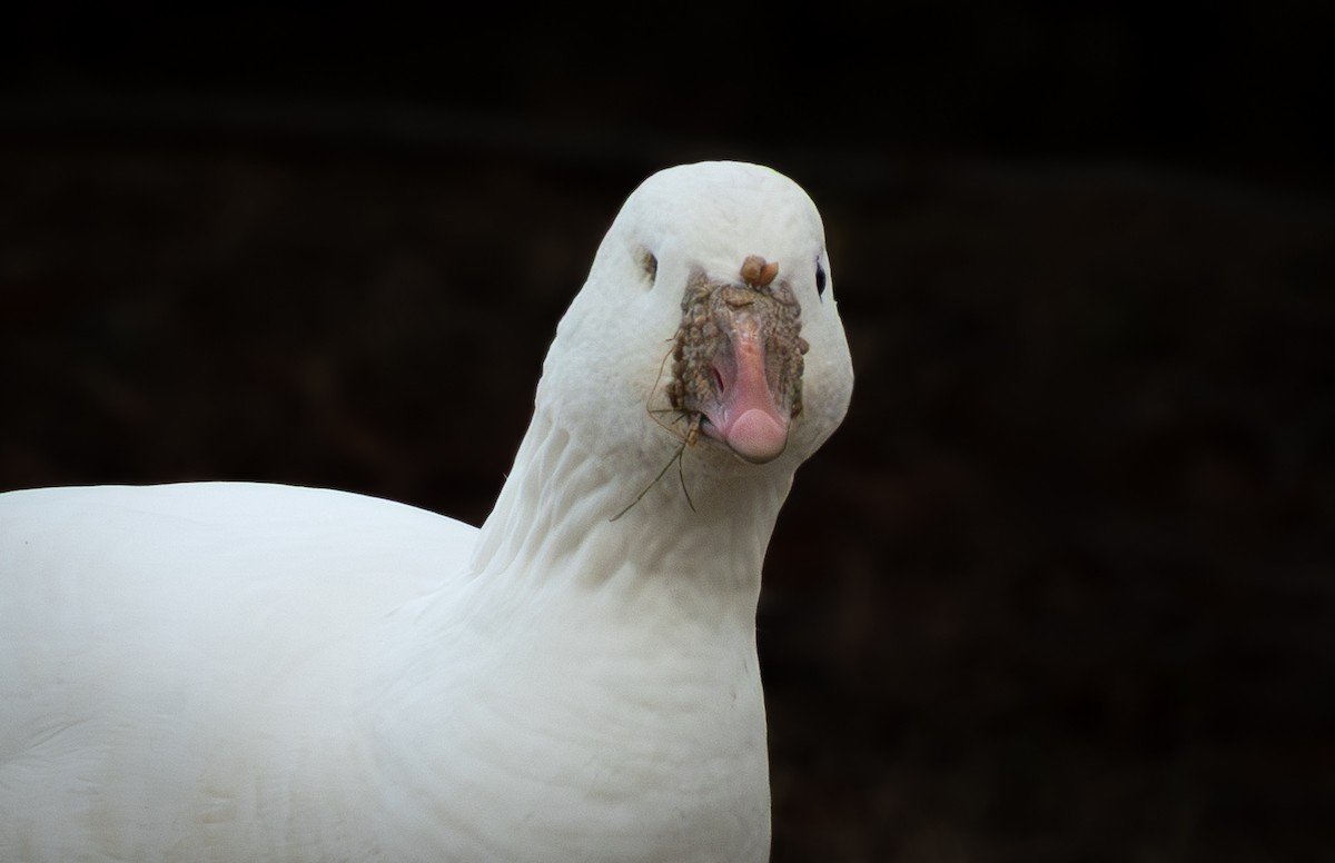 אווז קנדי - ML646796939
