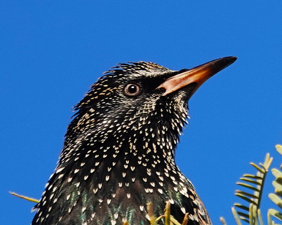 European Starling - ML646796940