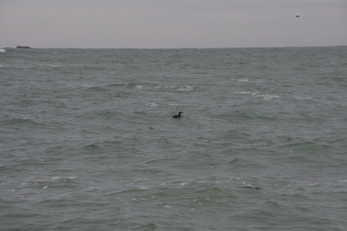 Aliota handia - ML646796941