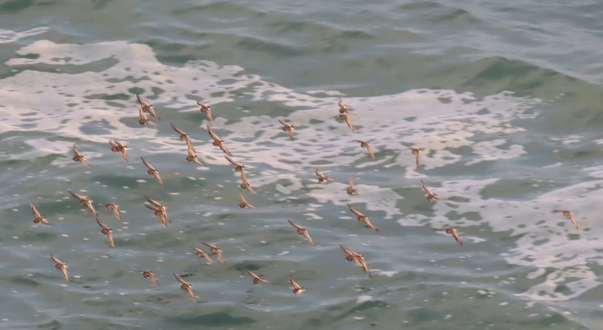 Purple Sandpiper - ML646796942
