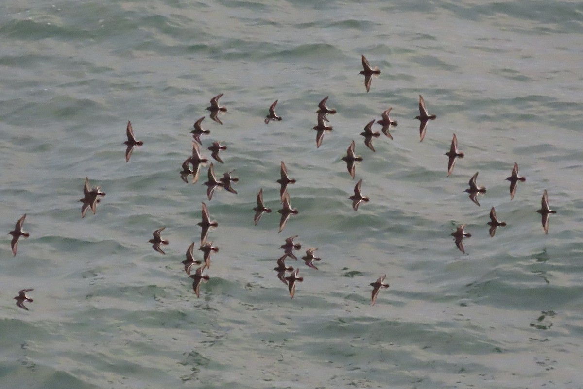 Purple Sandpiper - ML646796943