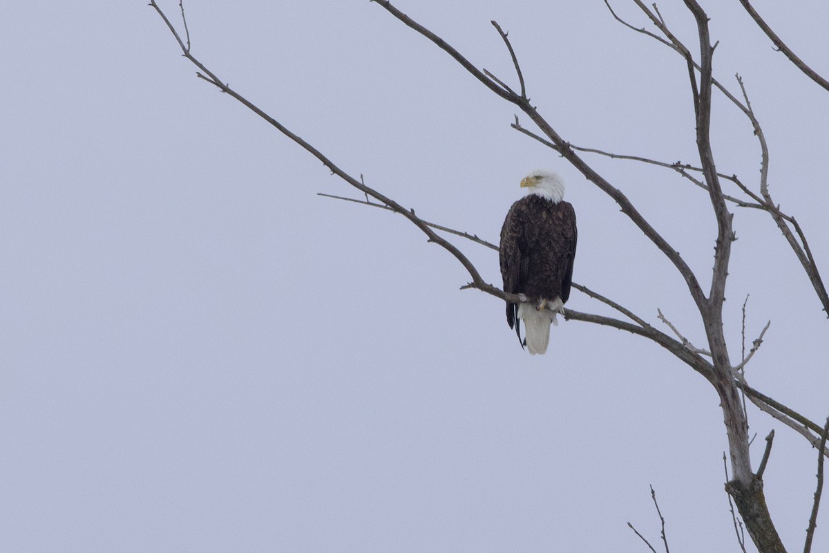 Pygargue à tête blanche - ML646796946