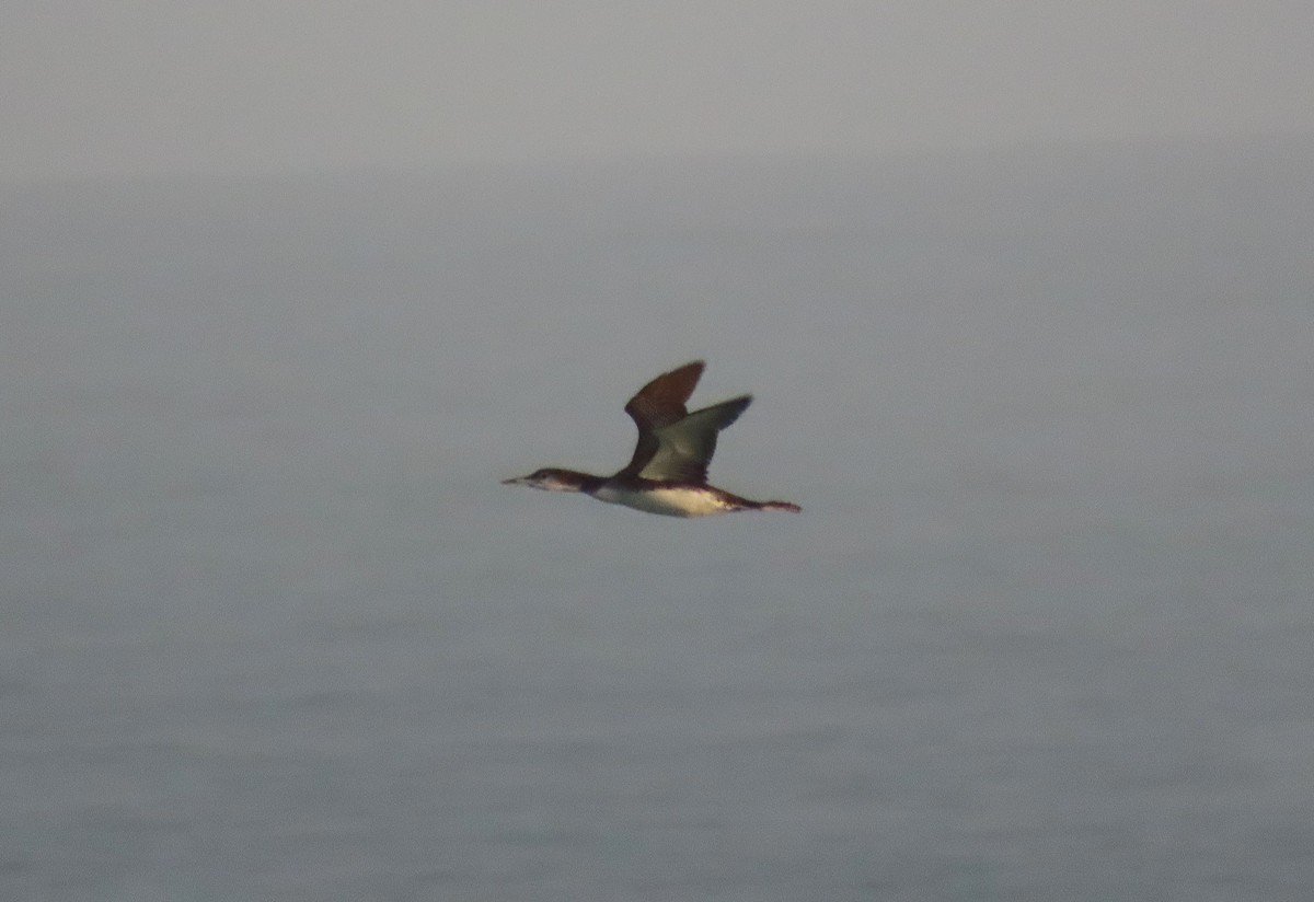 Common Loon - ML646796948