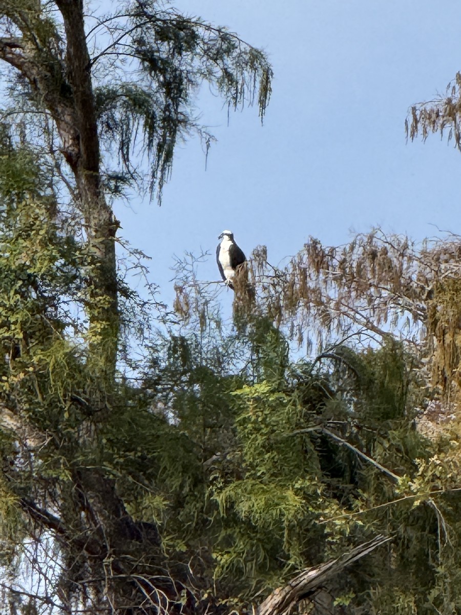 ミサゴ - ML646796952