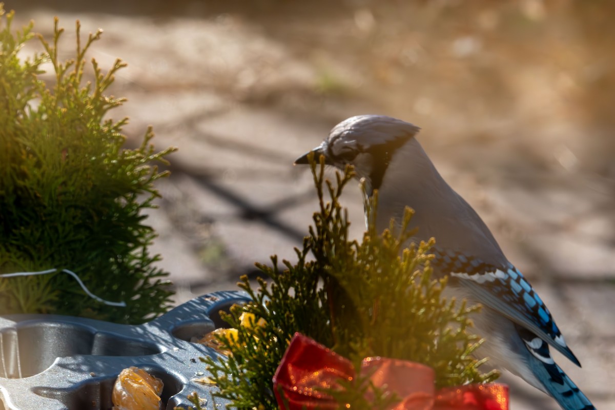 Blue Jay - ML646796954