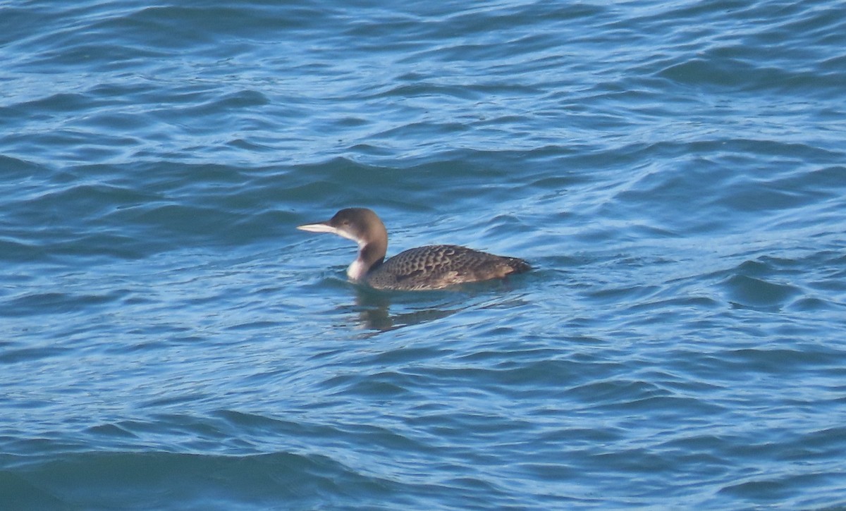 Common Loon - ML646796956
