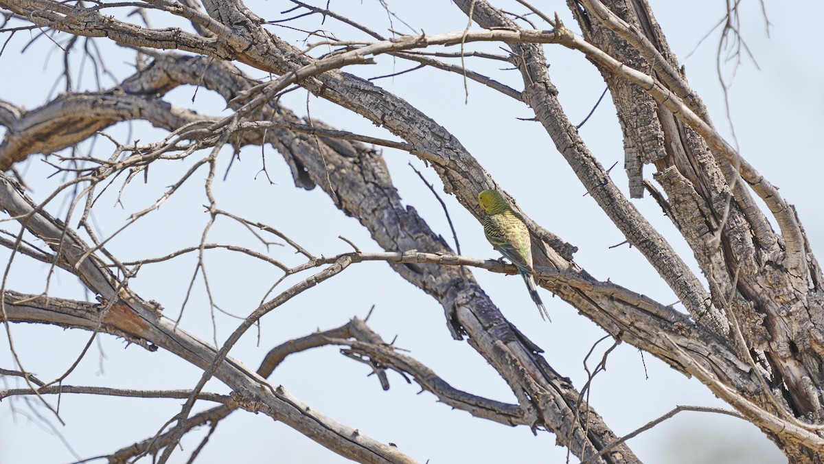 Budgerigar - ML646796959
