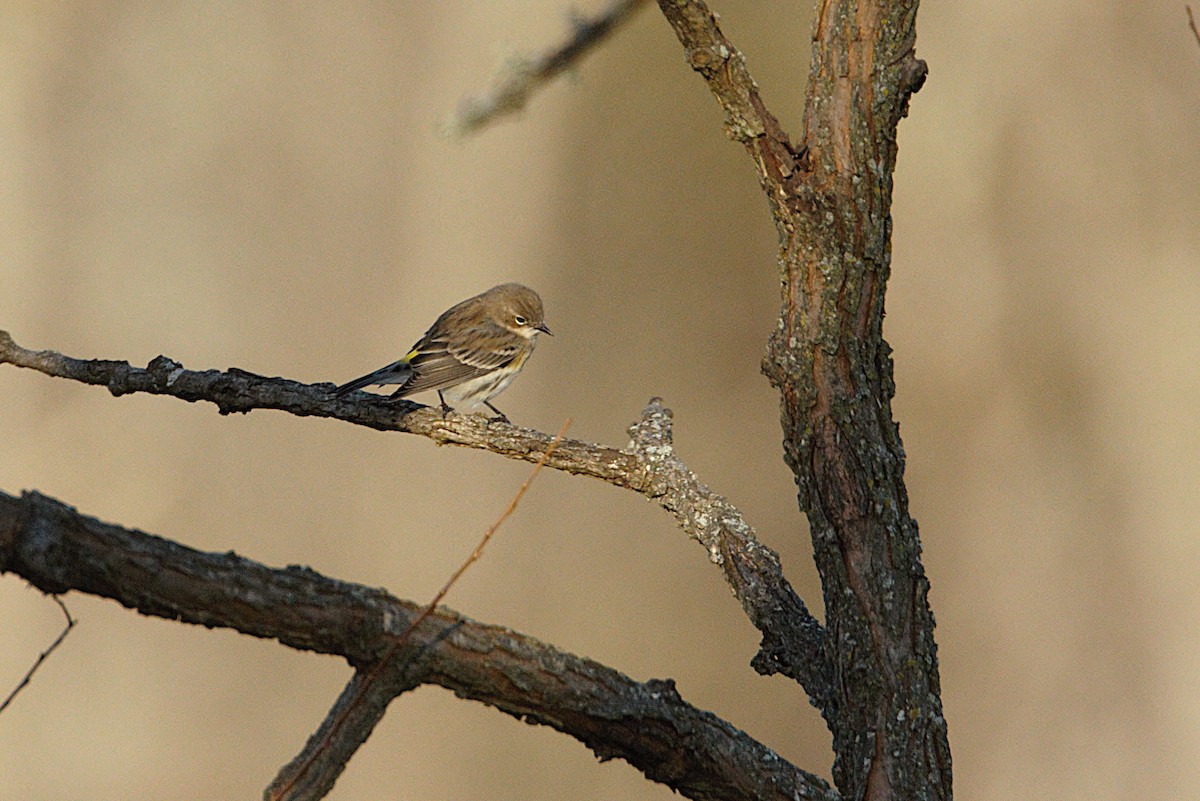 Пісняр-лісовик жовтогузий - ML646796962